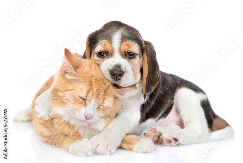 Beagle puppy chews cat's ear and hugs his. isolated on white background