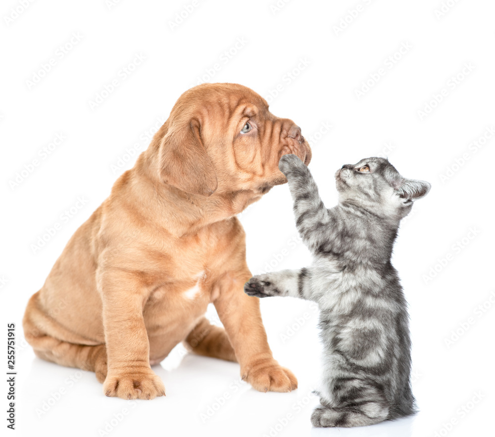 Playful kitten with mastiff puppy. isolated on white background Playful kitten with mastiff puppy. isolated on white background