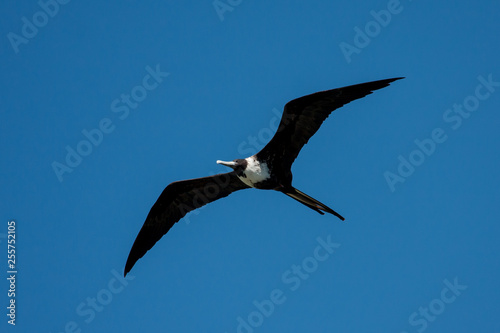 Magnificent Frigatebird