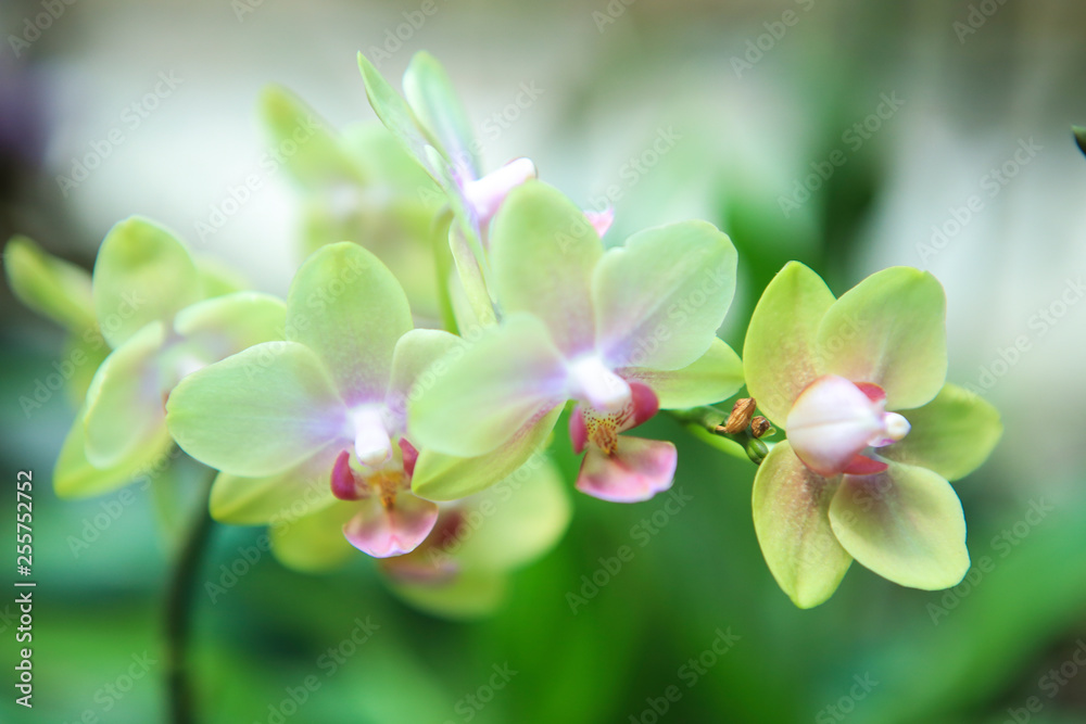 orchid orchid