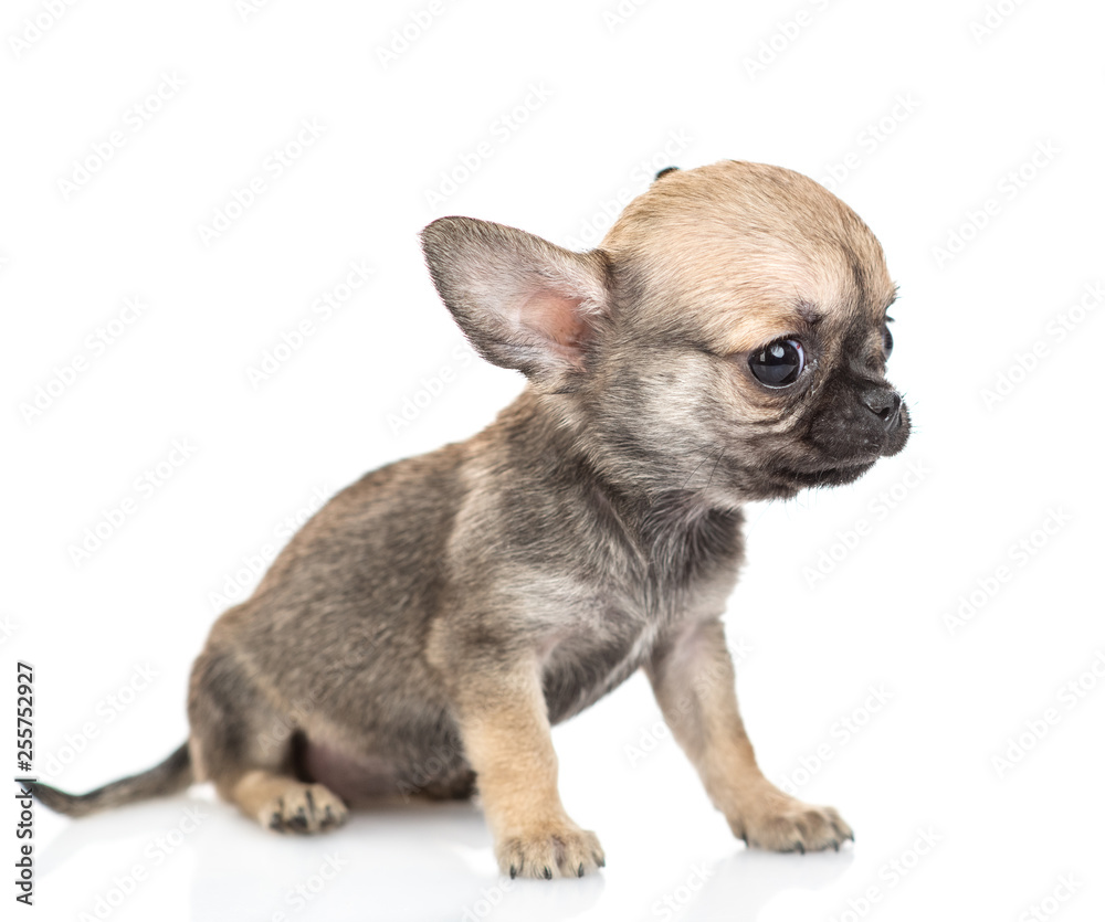 Obraz premium Newborn Chihuahua puppy sitting in profile. Isolated on white background