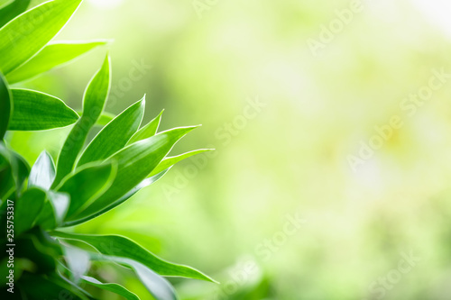 Close up beautiful view of nature green leaves on blurred greenery tree background with sunlight in public garden park. It is landscape ecology and copy space for wallpaper and backdrop.