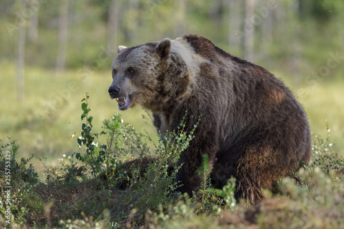 Wonderful large male brown bear, Finland © Natureimmortal