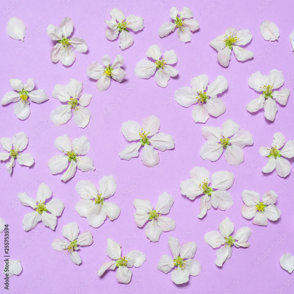Blossoming apple flowers and petals on bright lilac background. Beautiful spring composition, women's or mother's day concept. Flat lay, top view