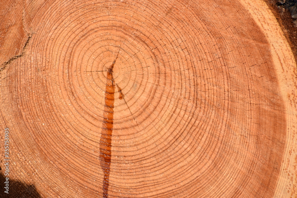 Naklejka premium Tree slice with tree rings - can be used as a background