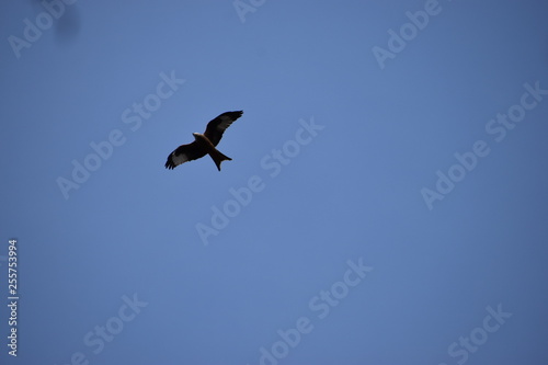 Bird with spread wings in flying in the blue sky