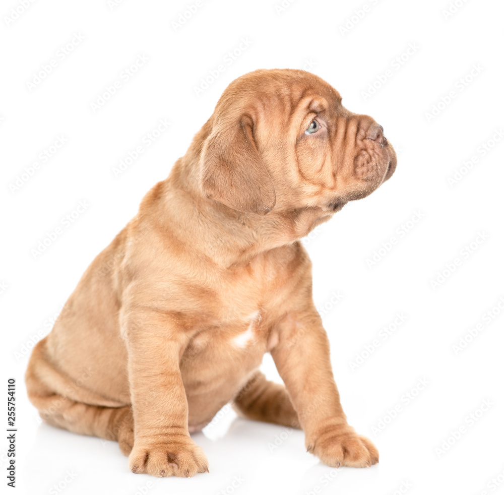Portrait of a Bordeaux puppy sitting in profile. isolated on white background Portrait of a Bordeaux puppy sitting in profile. isolated on white background