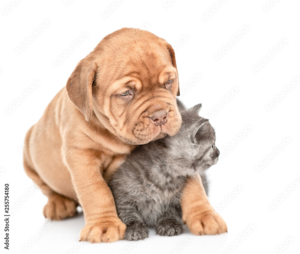 Friendly puppy embracing kitten. looking away on empty space. Isolated on white background