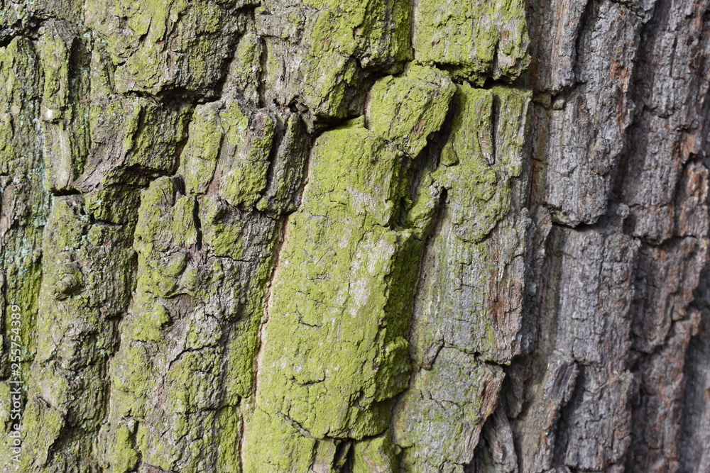 Closeup of a brown tree bark with green moss – can be used as a background Closeup of a brown tree bark with green moss – can be used as a background