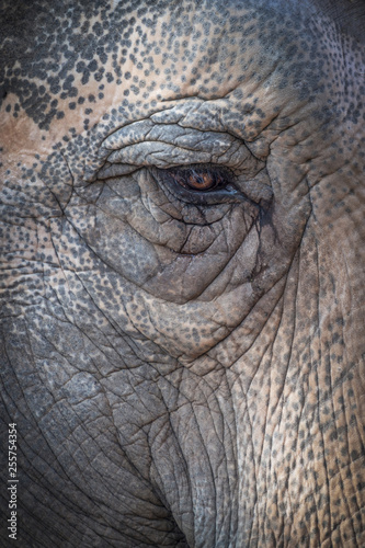 The eye of the elphant © PPJ