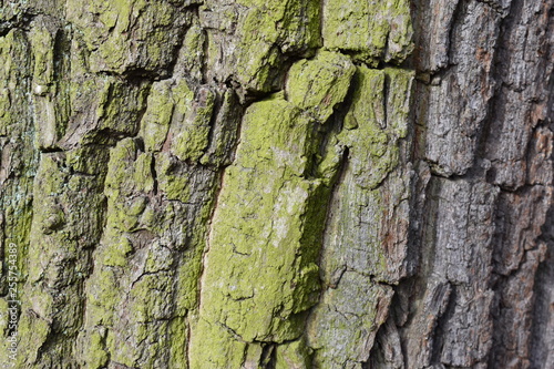 Closeup of a brown tree bark with green moss – can be used as a background