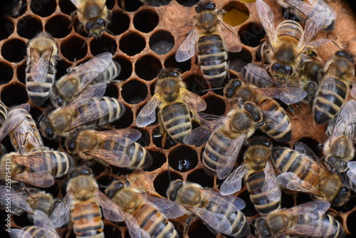 Bienenbrut mit Arbeiterinen