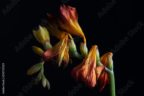 yellow freesia on black background, with space for text 
