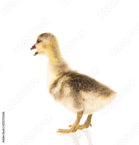 Cute little gosling
