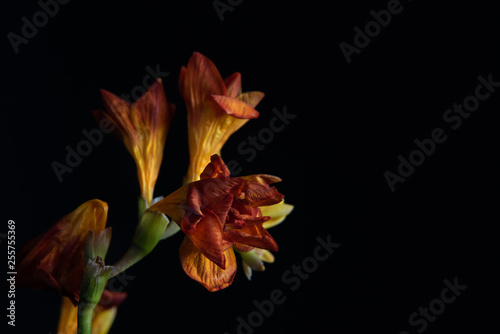 Red wilted freesia on black background,  with space for text