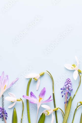 Fresh snowdrops on blue background with place for text. Spring greeting card. Mother day. Flat lay.