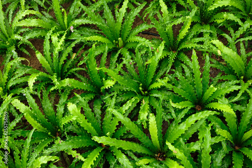 Fototapeta Naklejka Na Ścianę i Meble -  Beautiful green leaves ferns background with natural sunlight