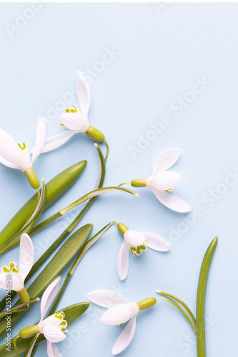 Fresh flowers snowdrops on blue background with place for text. Spring greeting card. Mother day. Flat lay.