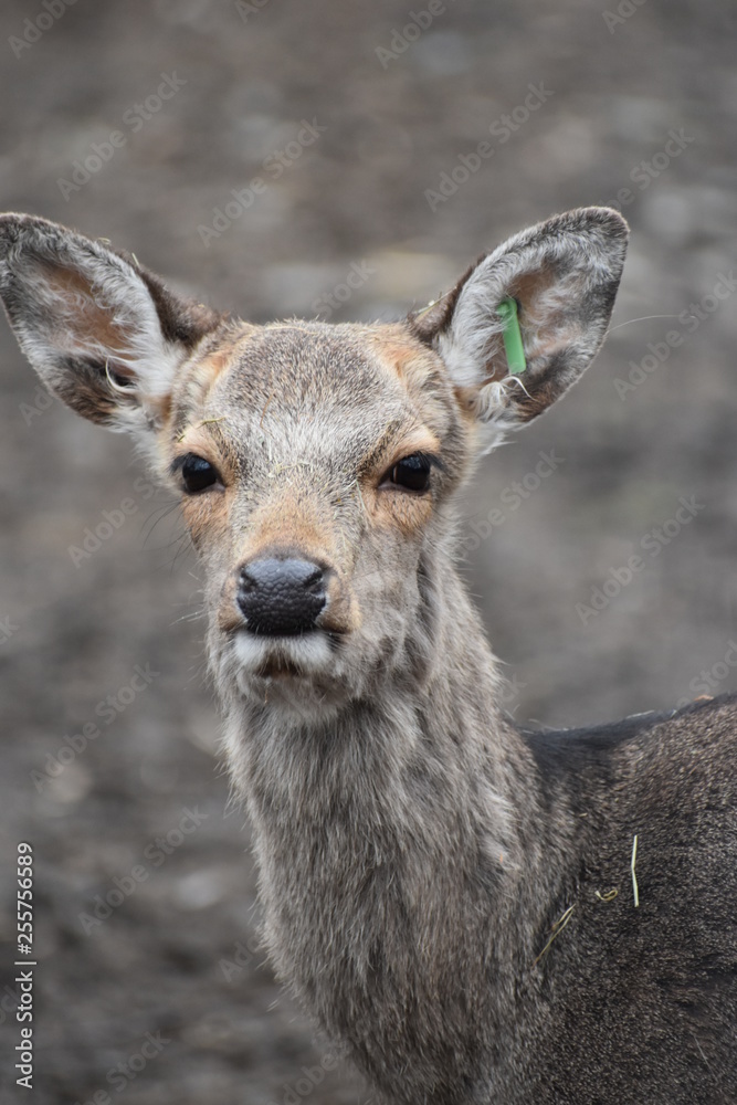 Portrait of a roe deer in a forest in Germany