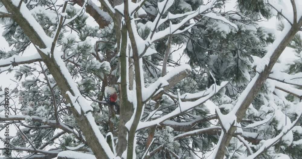 Great spotted woodpecker, Dendrocopos major, knocks on the bark of a tree, extracting edable insects. Bird in winter forest. Great spotted woodpecker, Dendrocopos major, knocks on the bark of a tree, extracting edable insects. Bird in winter forest.