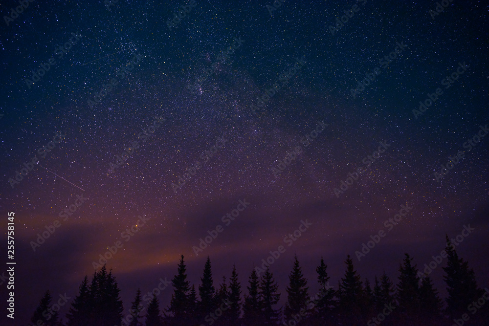 Mysterious night landscape. Starry night sky with pine trees silhouettes.