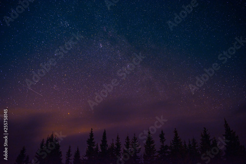Mysterious night landscape. Starry night sky with pine trees silhouettes.
