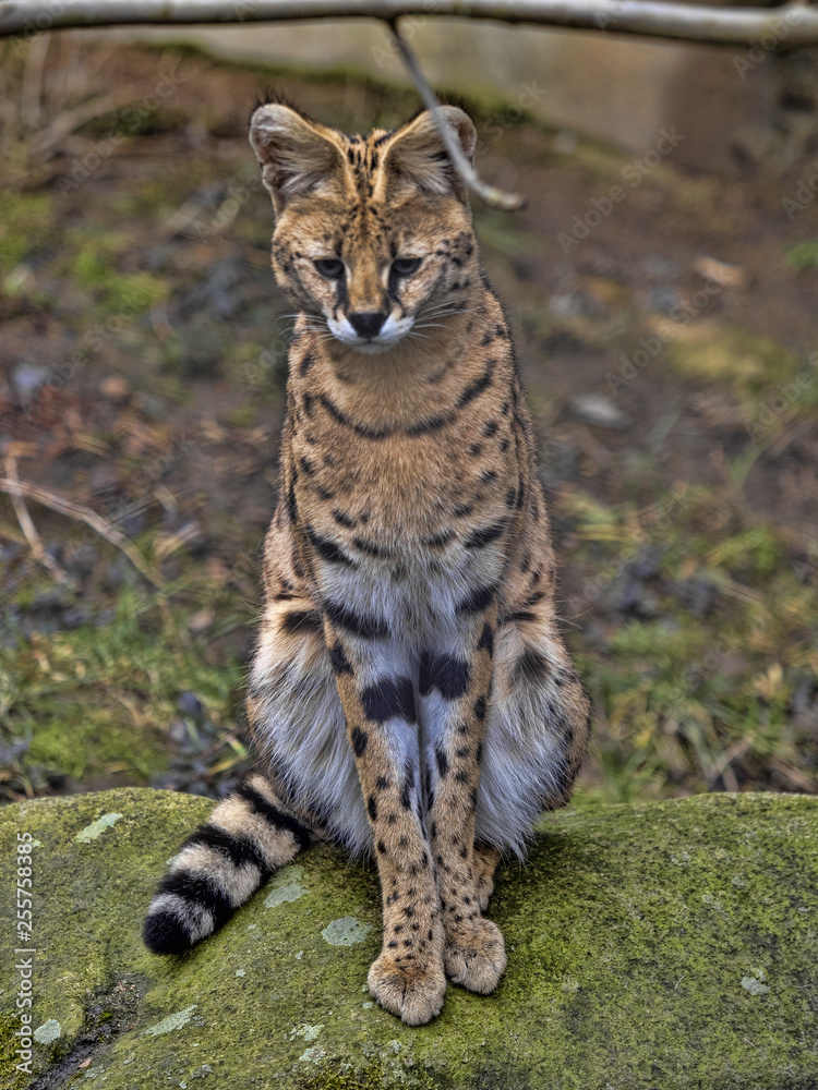 Serval, Leptailurus serval, sits on a boulder watching the surroundings Serval, Leptailurus serval, sits on a boulder watching the surroundings