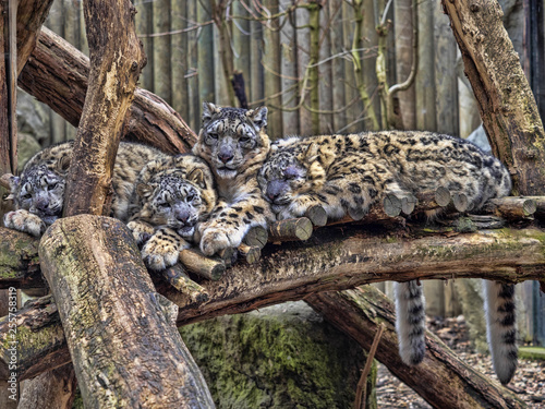 Female Snow leopard, Uncia ounce, with subadult chick photo