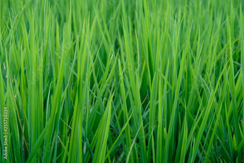 Grass on green background