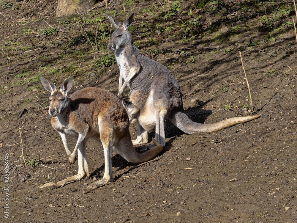 Female Red kangaroo, Megaleia rufa, with her baby in her bag