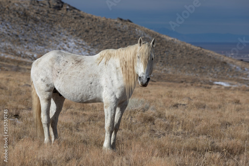 Majestic Wild Horse Stallion in the Utah Desert in Winter