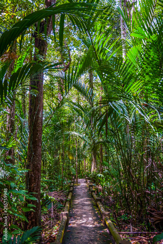 Path thru the jungle forest  Thailand