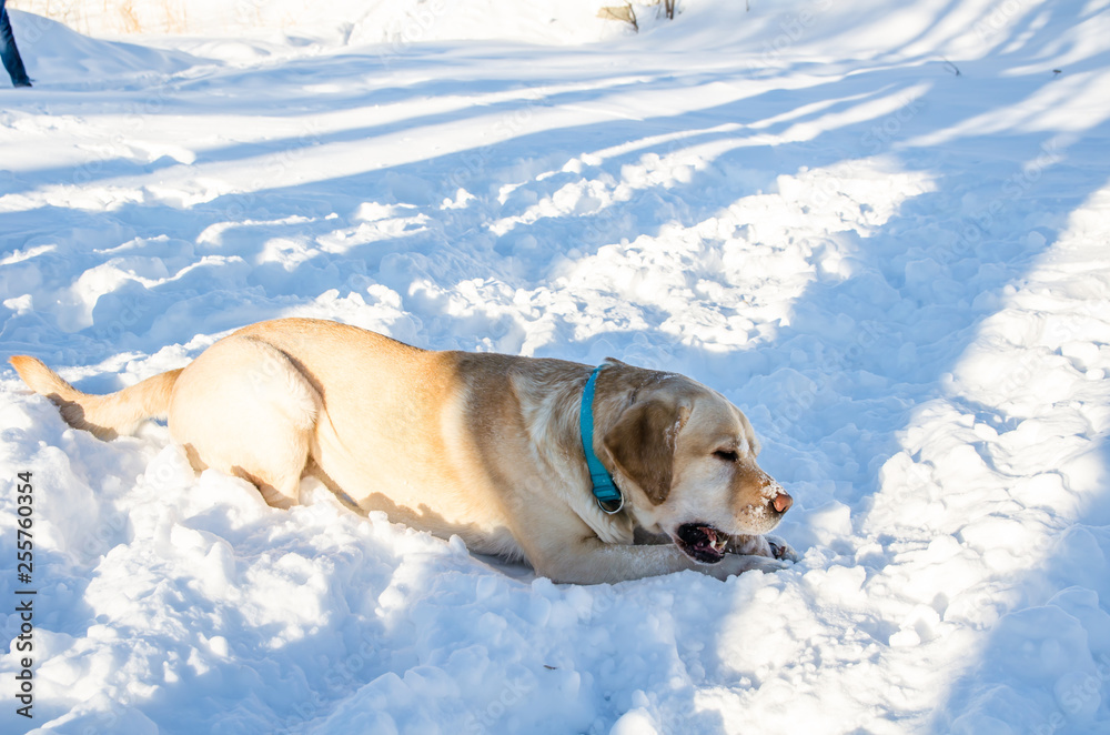 labrados nibbles stick in winter labrados nibbles stick in winter