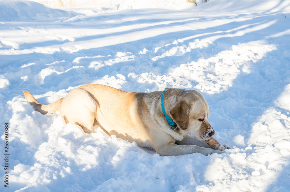 labrados nibbles stick in winter labrados nibbles stick in winter