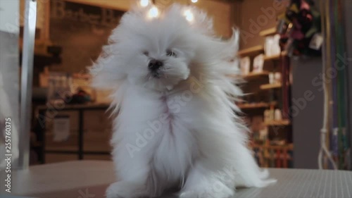 Funny white dog Maltese in the wind in front. In the pet salon
