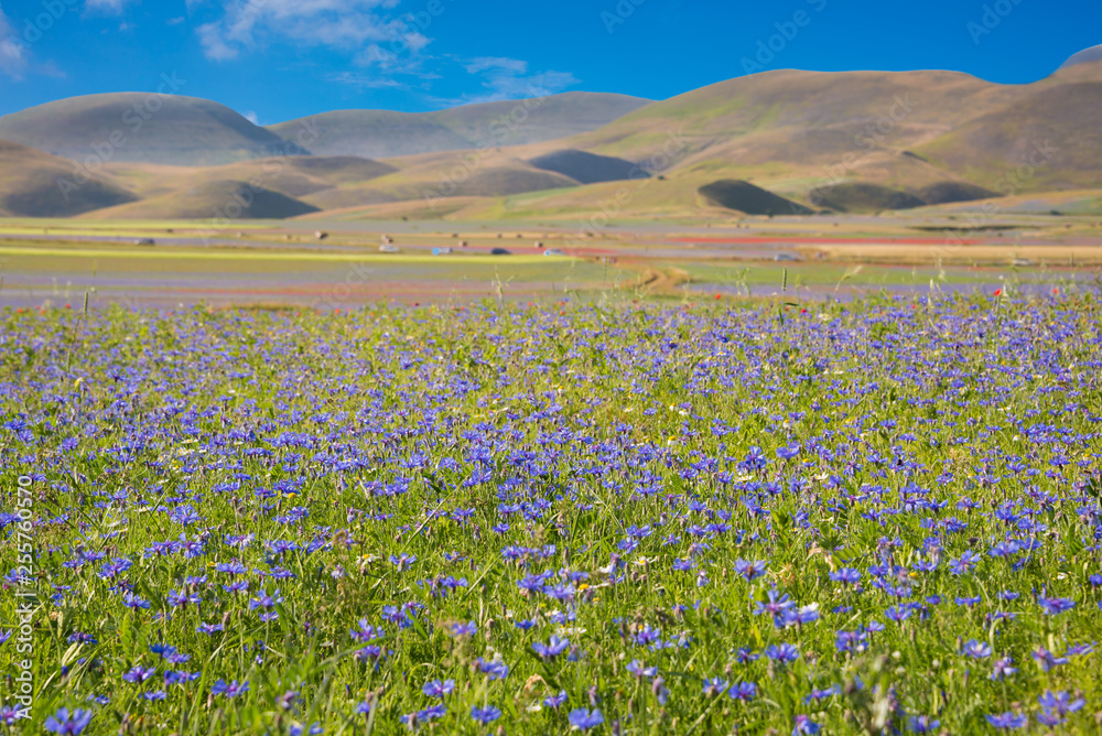 Obraz premium Countryside in summer with fields of wild flowers