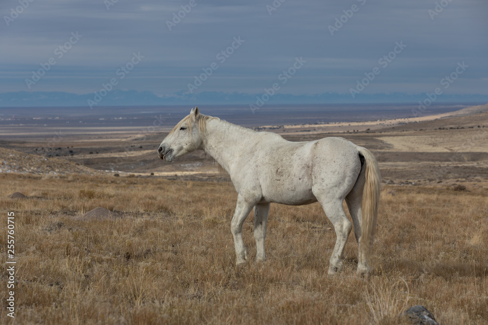 Majestic Wild Horse Stallion in the Utah Desert in Winter Majestic Wild Horse Stallion in the Utah Desert in Winter