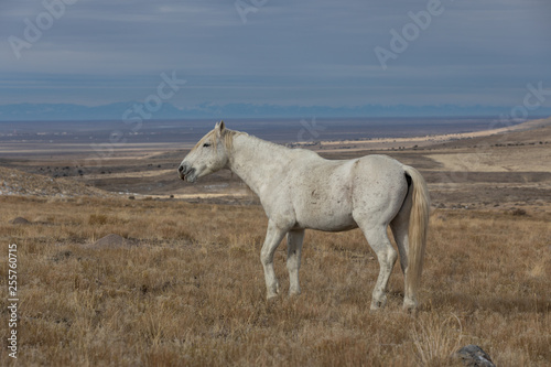 Majestic Wild Horse Stallion in the Utah Desert in Winter © natureguy