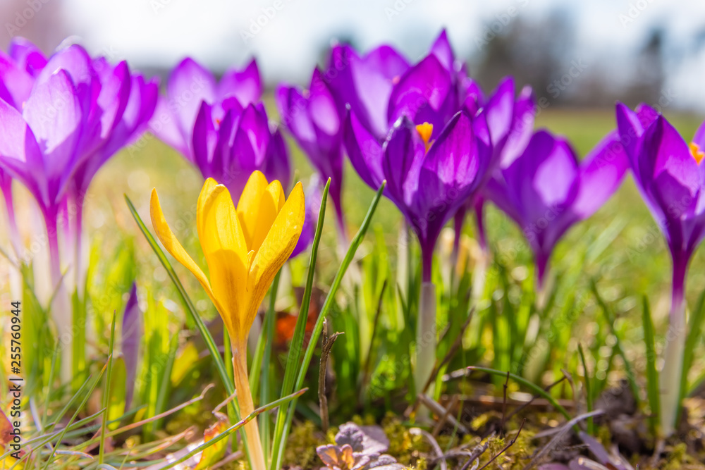 crocuses in spring