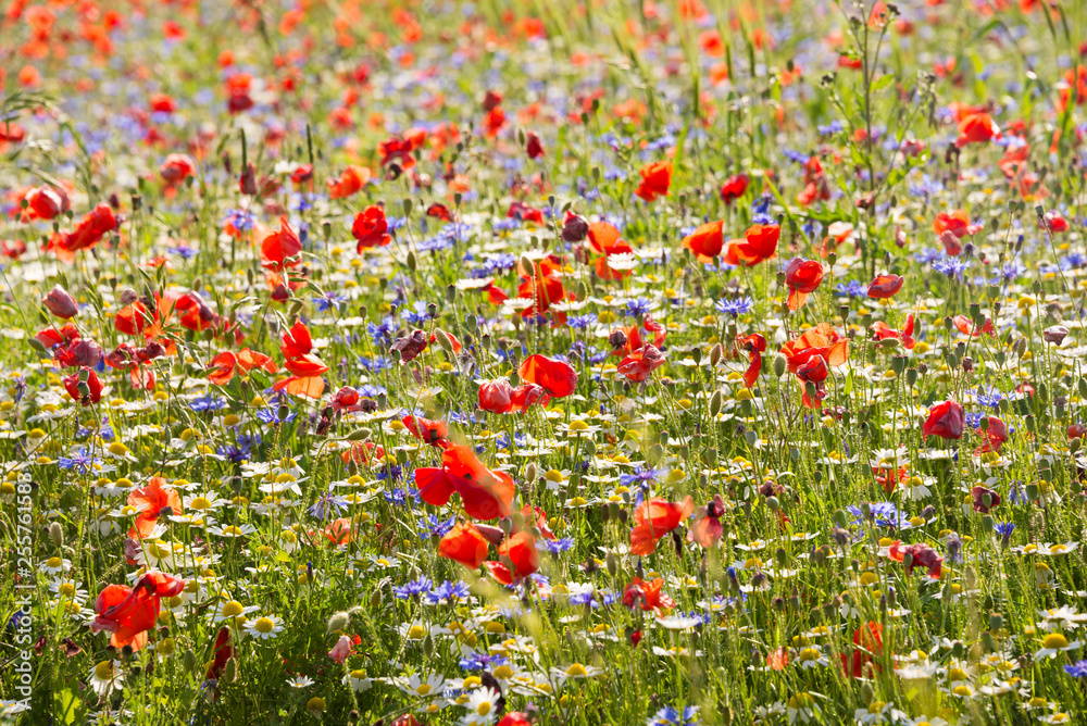 Field of poppies and other wild flowers. Countryside in summer