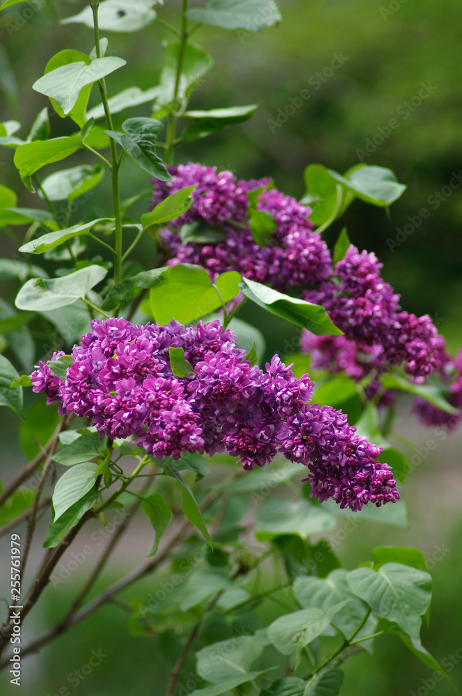 Blooming lilac Blooming lilac