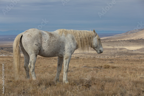 Majestic Wild Horse Stallion in the Utah Desert in Winter