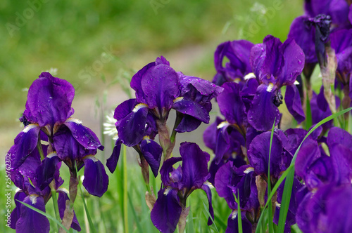 iris, flower, purple, nature, plant, flowers