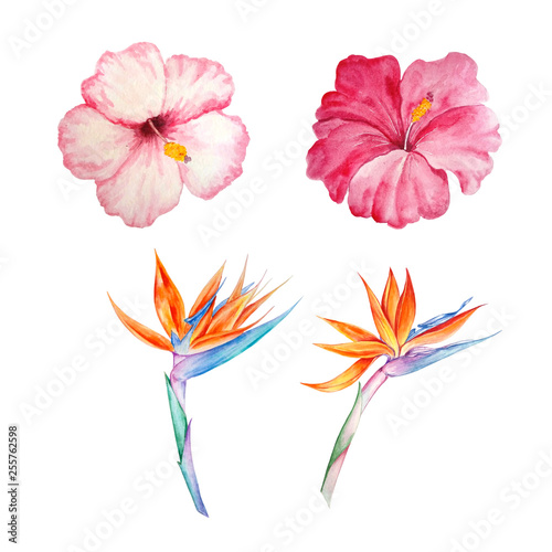 watercolor tropical flowers