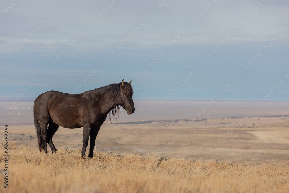 Majestic Wild Horse Stallion in the Utah Desert in Winter Majestic Wild Horse Stallion in the Utah Desert in Winter