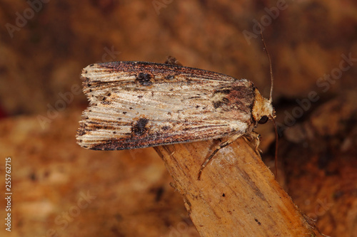 Axylia putris (LINNAEUS, 1761) Putris-Erdeule DE, NRW, Remscheid, Naturschule Grund 12.06.2015 photo