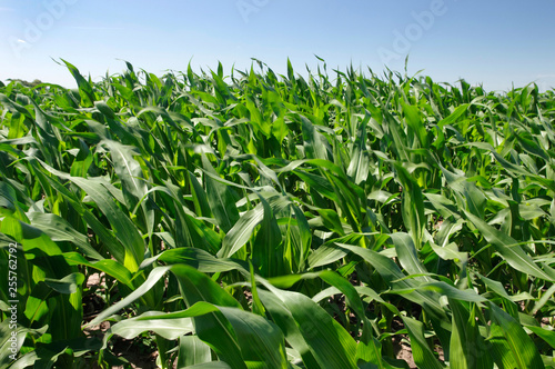 Поле молодой кукурузы