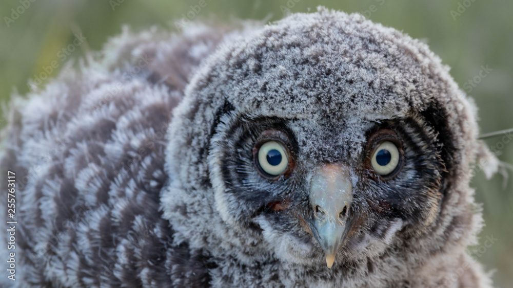 Obraz premium portrait of an owl