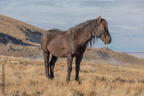 Majestic Wild Horse Stallion in the Utah Desert in Winter