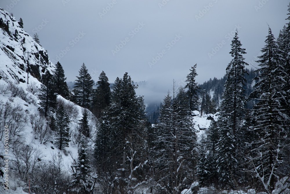 forest in winter forest in winter